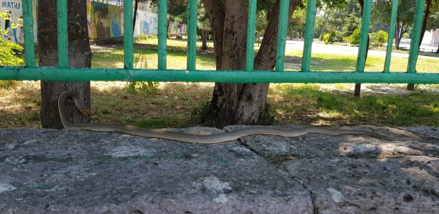 Забелязано във Варна
Дълга змия изпълзя до варненското училище Найден Геров