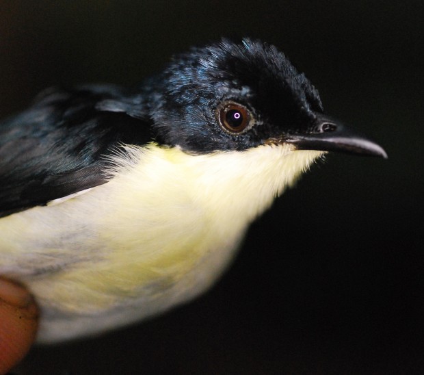 Испански учени са открили нов вид птица в планинските райони