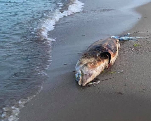 Забелязано във Варна
Мъртъв делфин е изплувал на варненския плаж научи