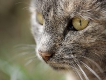 Руснак изпра котката в пералнята за отмъщение на жена си
