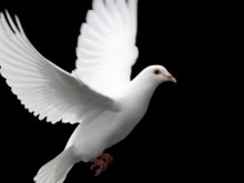 Пловдивчанин уби гълъб, арестуваха го