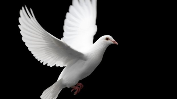 В Пето РУ е задържан пловдивчанин убил гълъб с въздушна