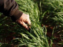 Експерти: Зелената сделка на ЕС може да намали селскостопанската продукция с 12%