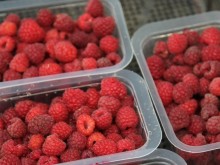 Има шанс за българското малинопроизводство 