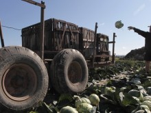 При 10% обвързана подкрепа: Фатално за градинари и животновъди 
