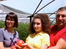Розовият домат от Мало Конаре