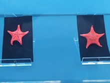 Откриване на витрина с антарктически образци в Регионалния природонаучен музей – Пловдив