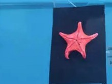В Природонаучния музей в Пловдив показаха антарктически образци