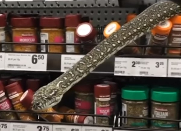 Триметрова змия пропълзя между рафтовете в супермаркет в Австралия Австралийският