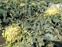 След опустошителната градушка идва въпросът за застраховането срещу природни бедствия