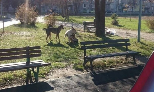 Глоби в Пловдив за собственици на големи кучета без намордник!