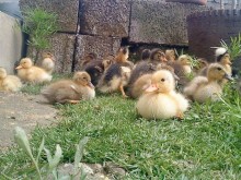 Малките ферми по-полезни за природата от биофермите?