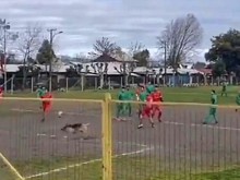 Куче вкара гол в мач между аматьори, вижте реакцията на рефера