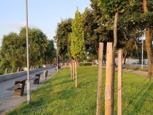 Читател: Смисълът от засаждането на дървета в Пловдив, може би е просто да изхвърлим едни пари!