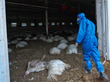 Силно заразният щам на H5N8 отново е в Европа