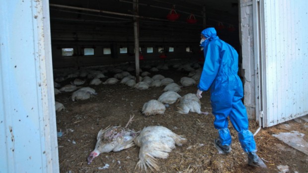 Франция повиши нивото на предупреждение за птичи грип, след като
