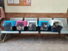 Мъж и жена от Пловдив осиновяват котета, после ги хвърлят сред изпражнения и урина