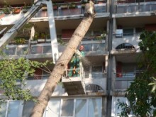 Съседи бранят нарочено за сеч дърво