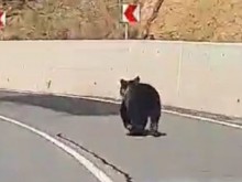 Не се вижда всеки ден! Ето какво попадна в обектива на пловдивчанин!
