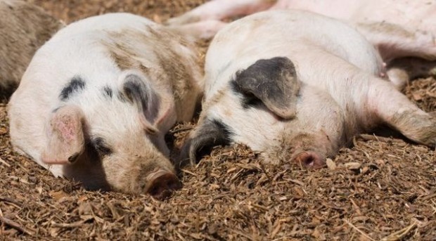 Локализирано е първично огнище на африканска чума при свинете в