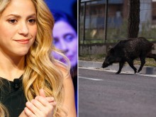 Диви прасета нападнаха Шакира