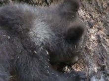 В Родопите заснеха мечка как влиза в обори и избива домашни животни