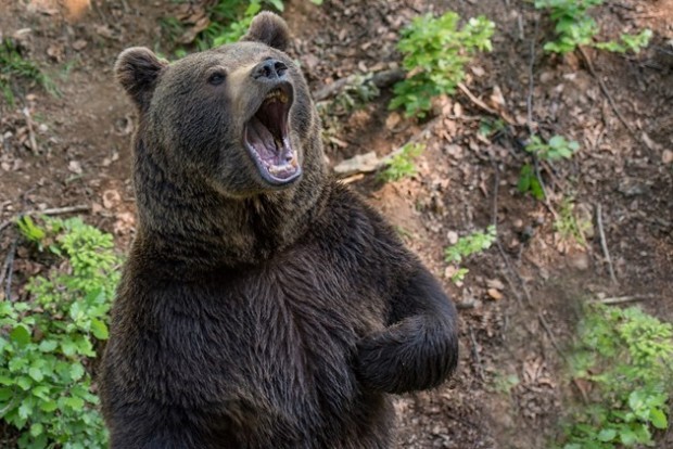 Смолянското село Арда е в паника заради нападения от мечка
