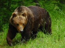 Мечката, от която няколко села в Родопите се оплакват, ще бъде отстреляна