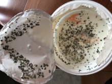 Пловдивчанка попадна на покъртителна гледка след отваряне на хранителен продукт