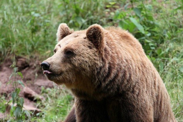 След убийството на мечката стръвница отново можем да живеем свободно