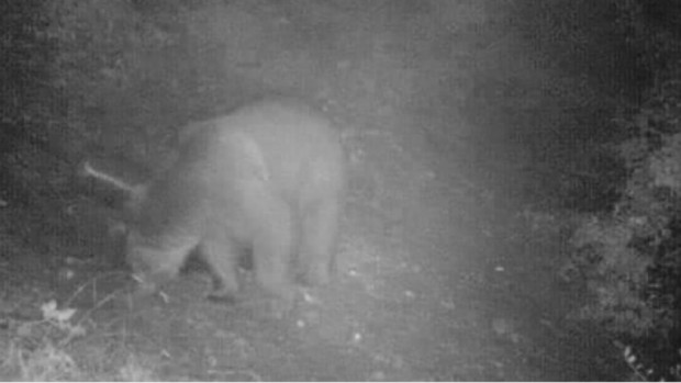 БНР
Гладна мечка опустошава продукцията на стопани от две хаджидимовски села  Дивото