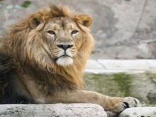 13-годишен лъв жертва на коронавируса