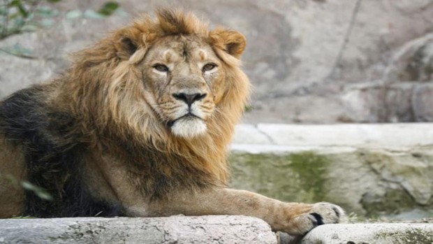 Фейсбук
13 годишният африкански лъв Екунду от зоопарка в Хонолулу САЩ почина