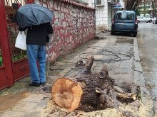 Осъдиха община Пловдив заради паднало върху "Ауди" дърво