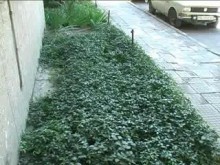 Зелен оазис пред блок 95 А в „Тракия"
