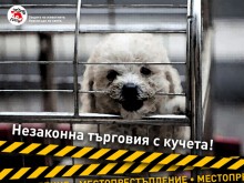"Четири лапи": Не на трафика на кучета