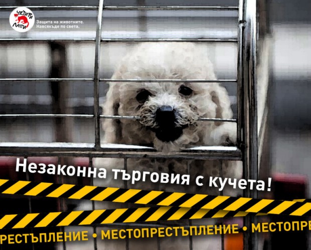 Четири лапи
Всеки ден в България се предлагат стотици кученца развъждани