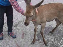 Спасиха кошута, блъсната от кола до Хвойна
