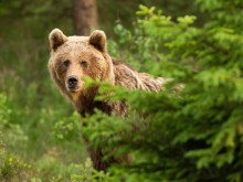 Мечки вечеряха в къща в Калифорния