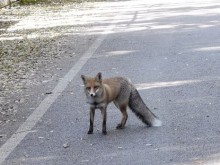 Куриозно: Да срещнеш лисица в Панчарево