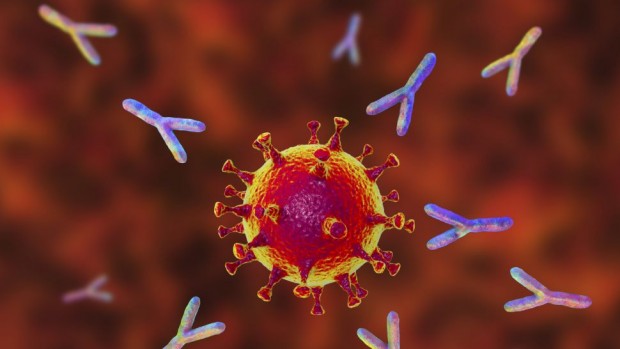 iStock
Антителата които се създават в резултат на контакт с вируса