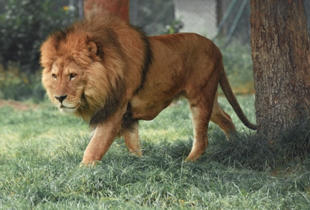 Четири редки азиатски лъва в парк за диви животни в