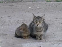Природозащитници: Общинарите тормозят гражданите и симулират работа
