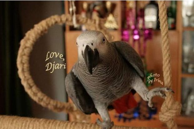 Папагалът Джари е отлетял от дома на стопанката си Възможно