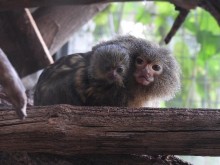 � ��������� ������� ��� ���� ���� - �������� ���������� - ������