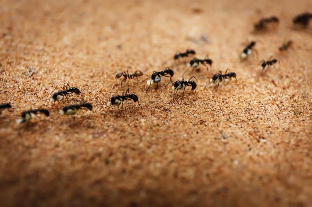 Мозъкът на мравките съставлява средно около 6 от телесното им