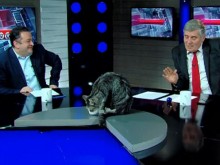 Ето как котка прекъсна телевизионно предаване в Грузия