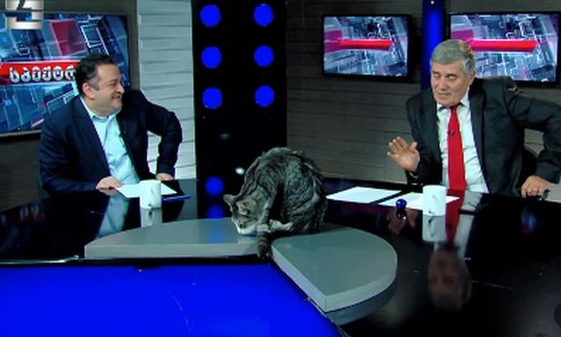 Котка прекъсна живо телевизионно предаване в Грузия  Неочакваният посетител в телевизионното