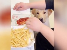 Кой е шефът вкъщи? Куче, искащо пържени картофки, изуми мрежата!