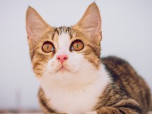 Котка спаси семейство от смърт при пожар в Босилеград